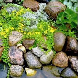 Фотогалерея: Валун "Карелия"