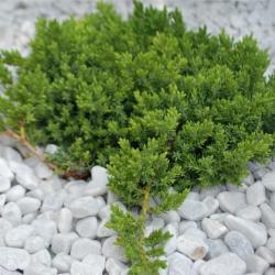 Фотогалерея: Белая мраморная галька 