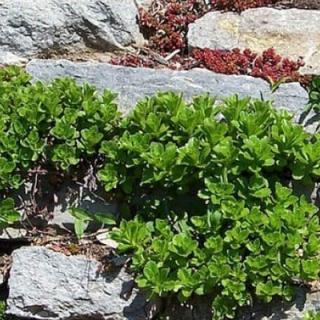 Подпорная стена